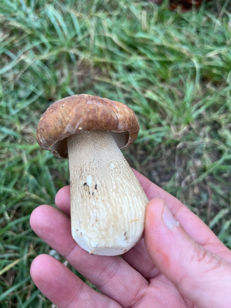 00-Cep-Boletus-Edulis-01